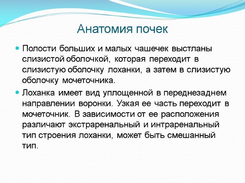 Анатомия почек Полости больших и малых чашечек выстланы слизистой оболочкой, которая переходит в слизистую